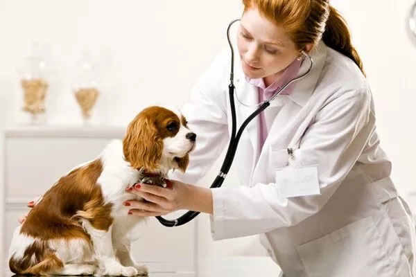 veterinary doctor